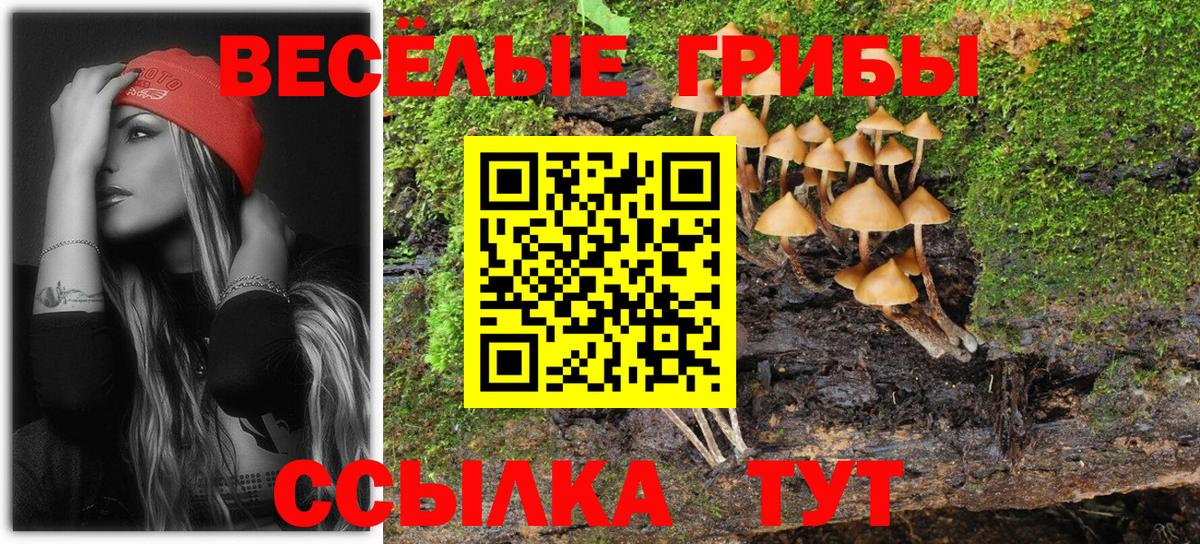 где купить наркотик  Псилоцибиновые грибы Cubensis  Псилоцибиновые грибы ЛСД  Вход с VPN  Рубцовск 